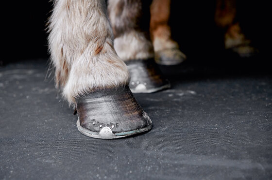 Böckmann Mehrwerte Pferdeanhänger Traveller - Widerstandsfähig